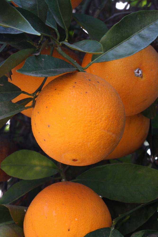            Fruit (Riverside, CA)   